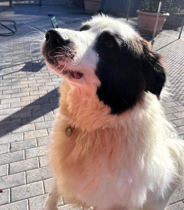 SIMBA  ASPETTA DA TROPPO TEMPO UNA FAMIGLIA Foto 3